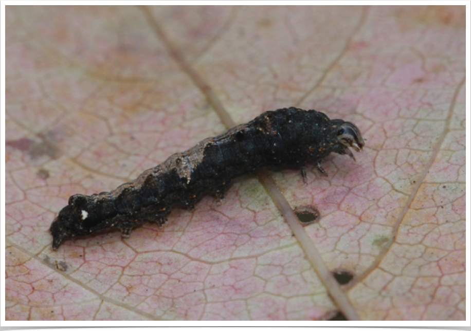 Variegated Midget on Bald Cypress
Elaphria versicolor
Macon County, Alabama